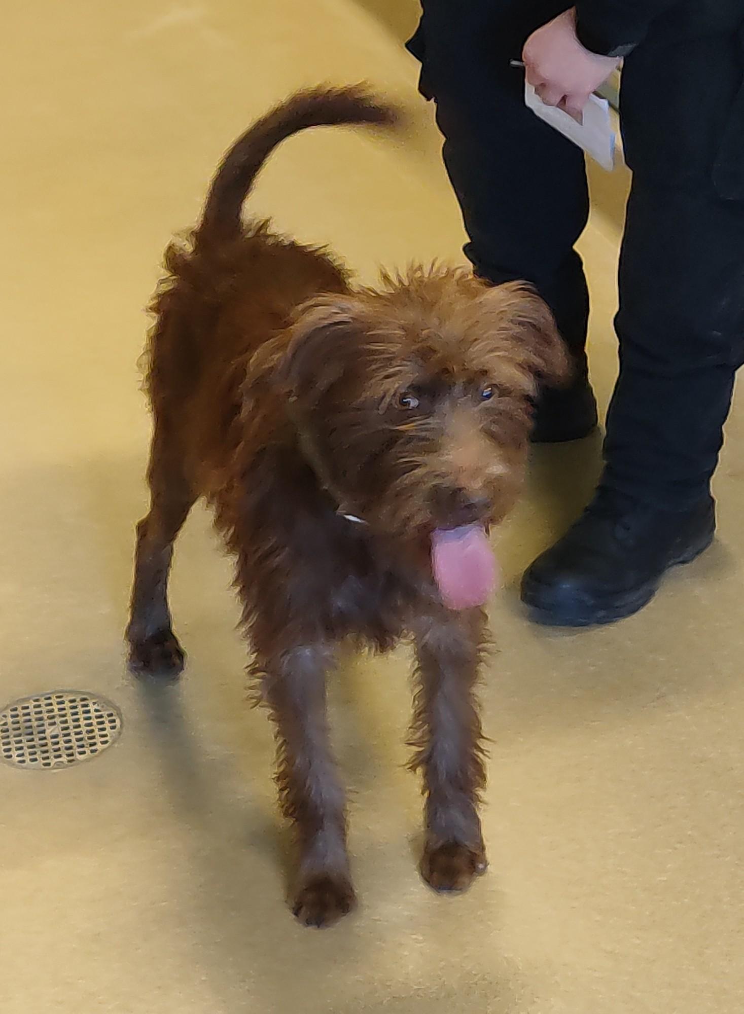 Enlarge 26-0005 "Casanova", a ADOPTABLE mixed breed in Leavenworth, KS image 4/5