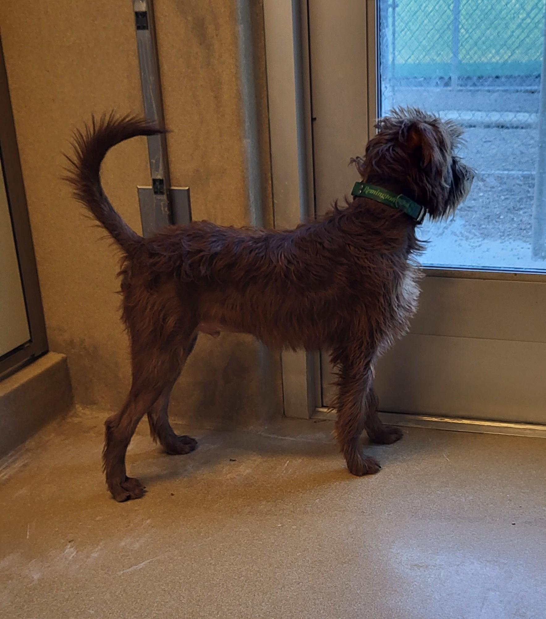 Enlarge 26-0005 "Casanova", a ADOPTABLE mixed breed in Leavenworth, KS image 5/5