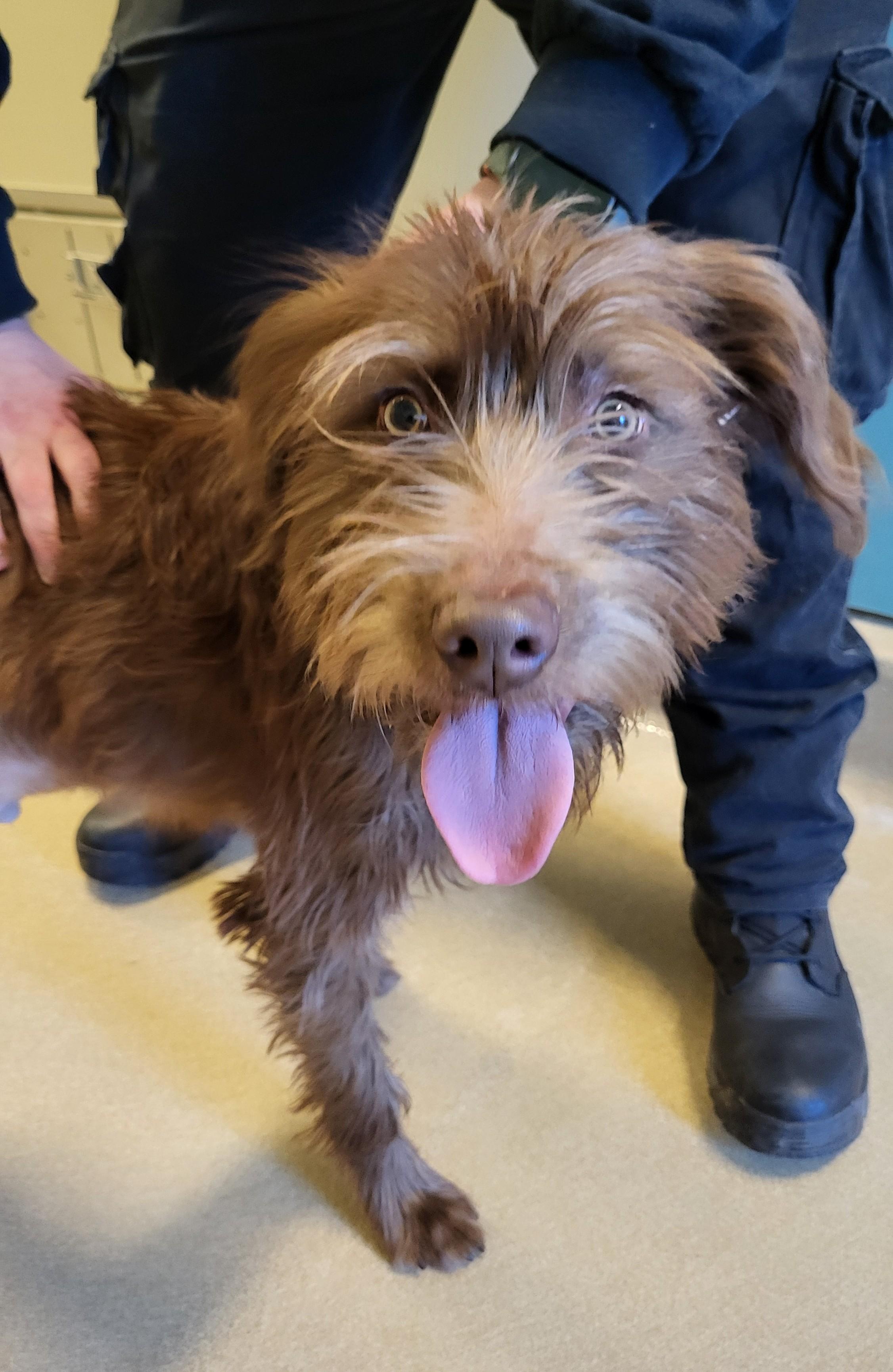 Enlarge 26-0005 "Casanova", a ADOPTABLE mixed breed in Leavenworth, KS image 1/5