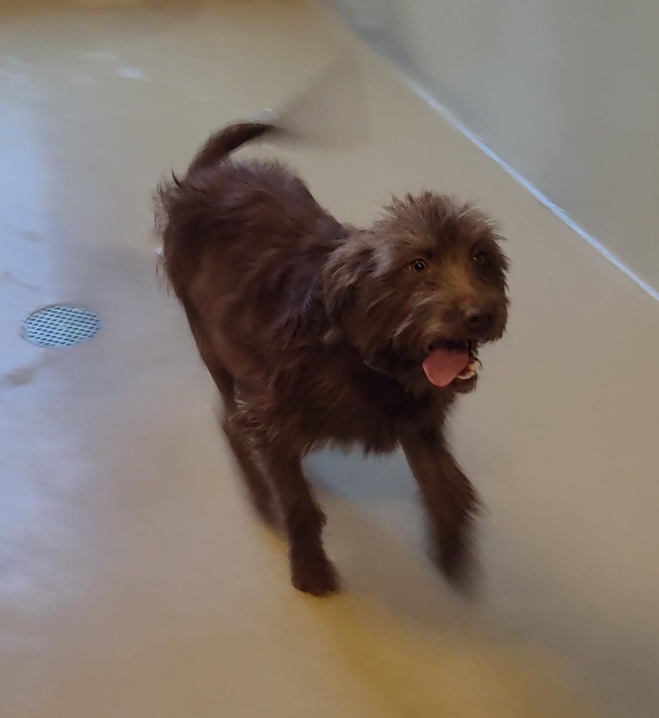 Enlarge 26-0005 "Casanova", a ADOPTABLE mixed breed in Leavenworth, KS image 3/5