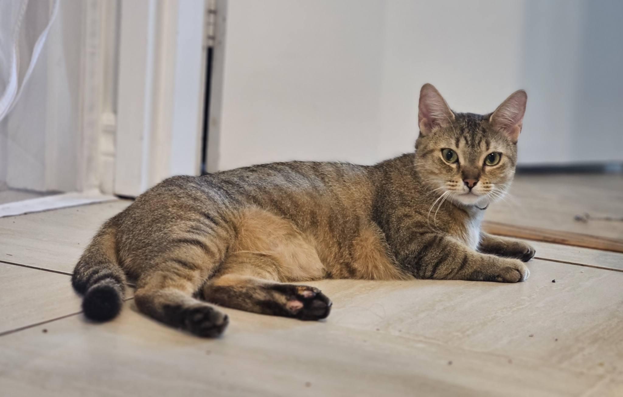 Enlarge Eris, a Adoptable mixed breed in Montreal, QC image 2/6