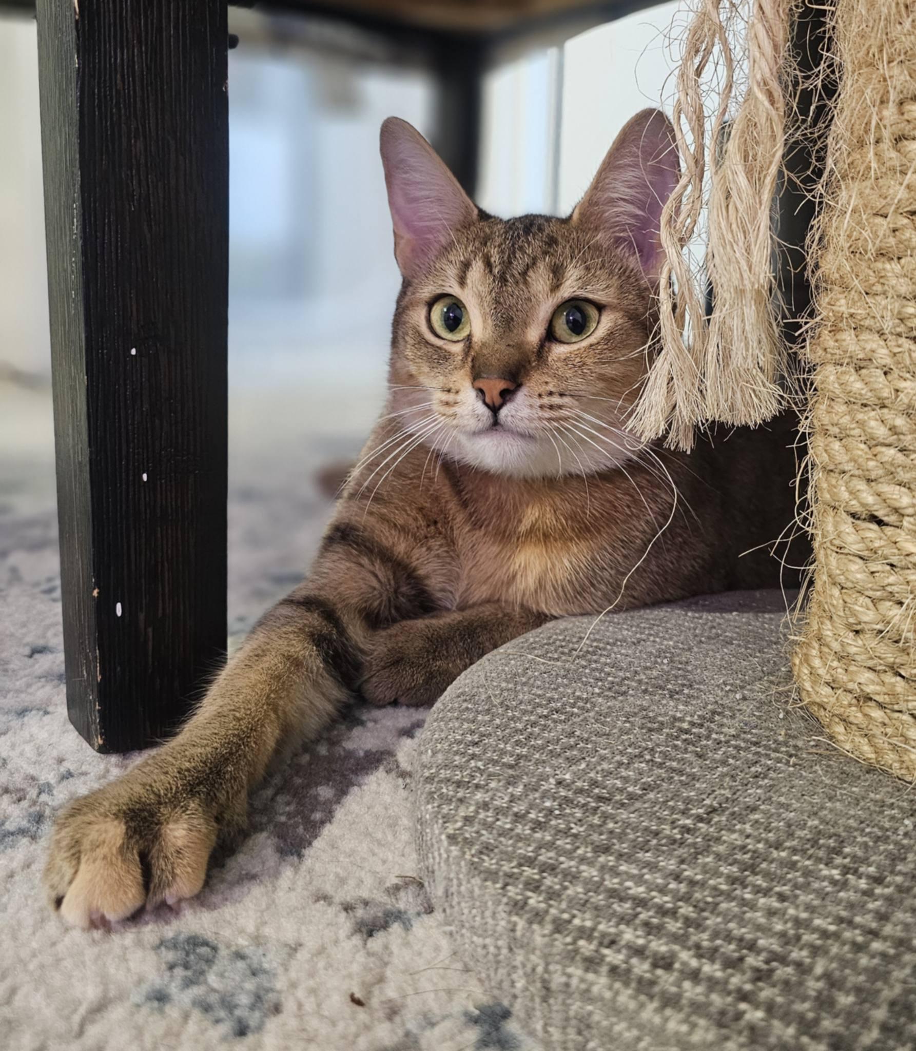 Enlarge Eris, a Adoptable mixed breed in Montreal, QC image 3/6