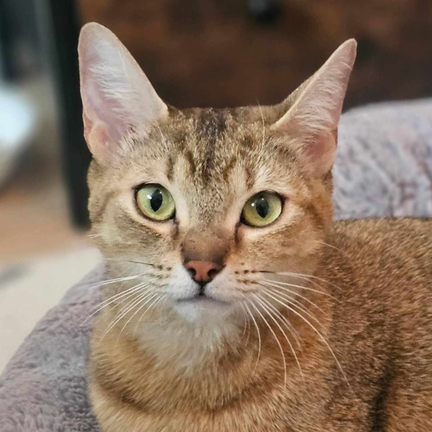 Eris, Adoptable, Young Female Abyssinian & Domestic Short Hair.