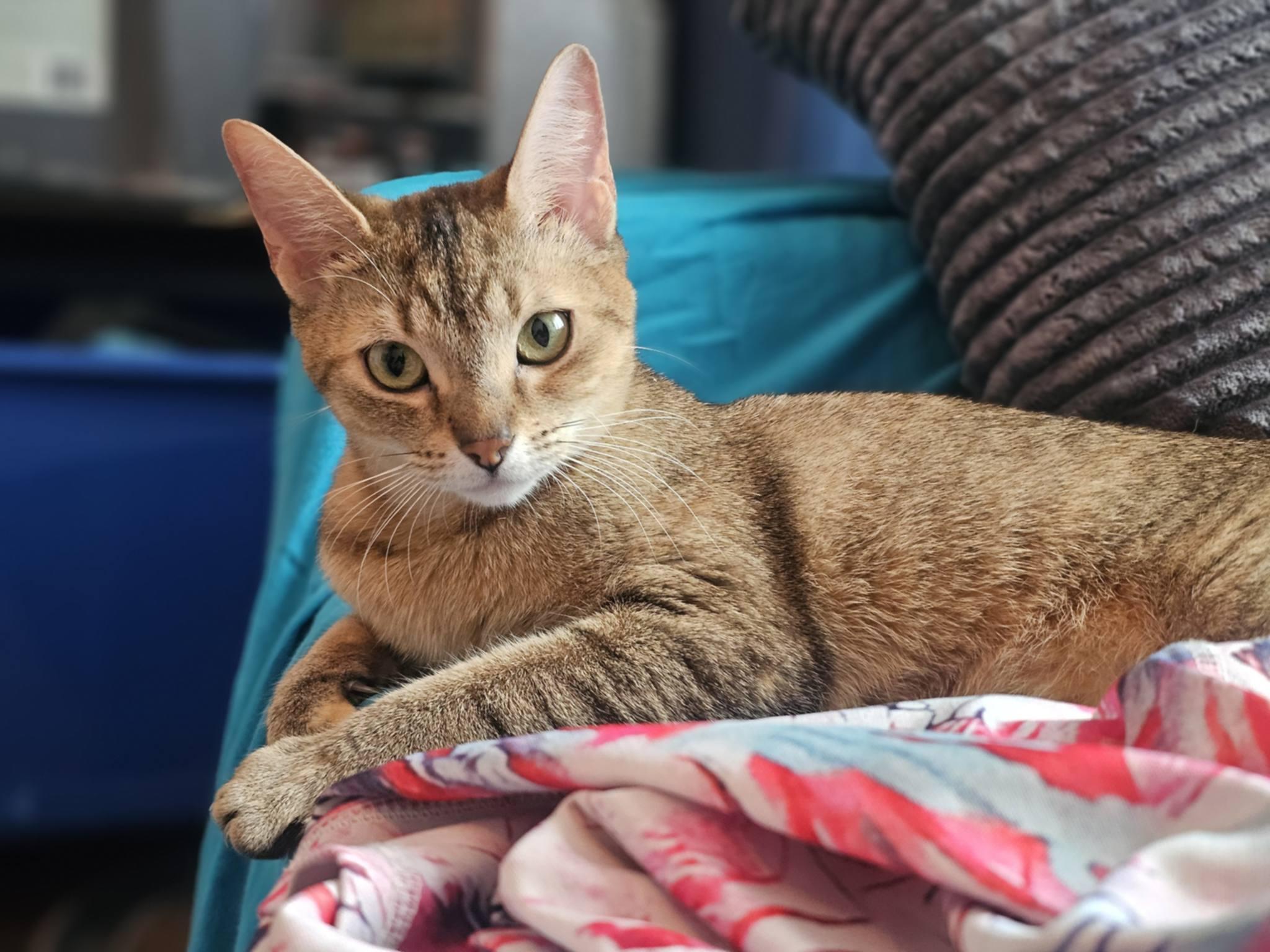 Enlarge Eris, a Adoptable mixed breed in Montreal, QC image 4/6