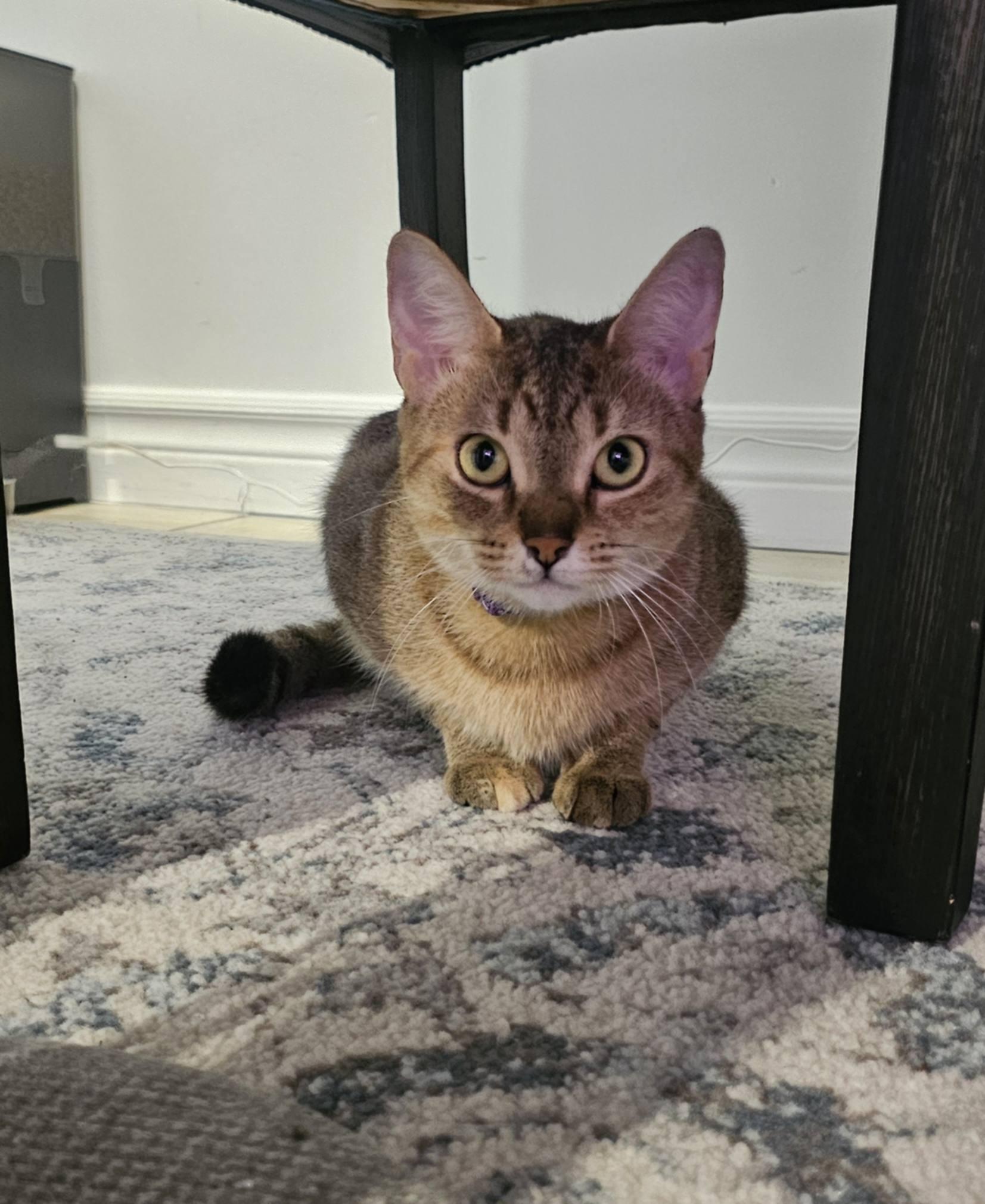 Enlarge Eris, a Adoptable mixed breed in Montreal, QC image 5/6