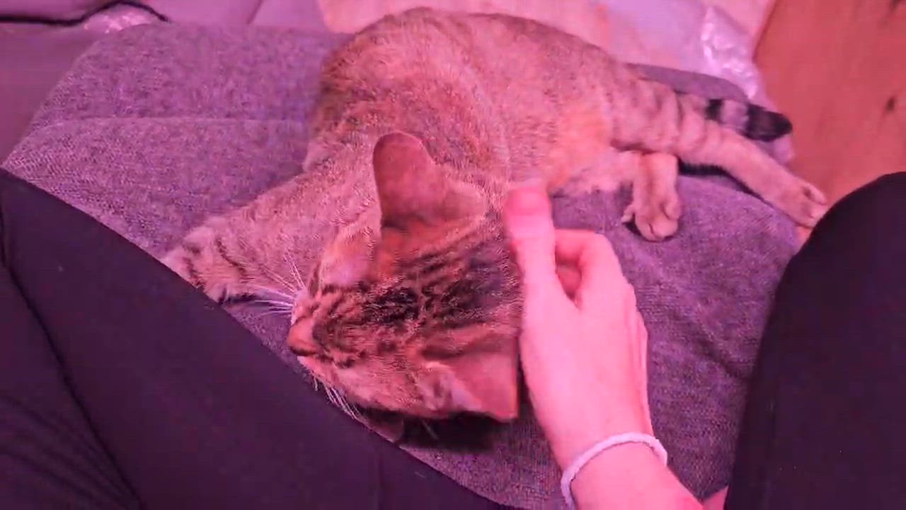 Enlarge Eris, a Adoptable mixed breed in Montreal, QC video 6/6