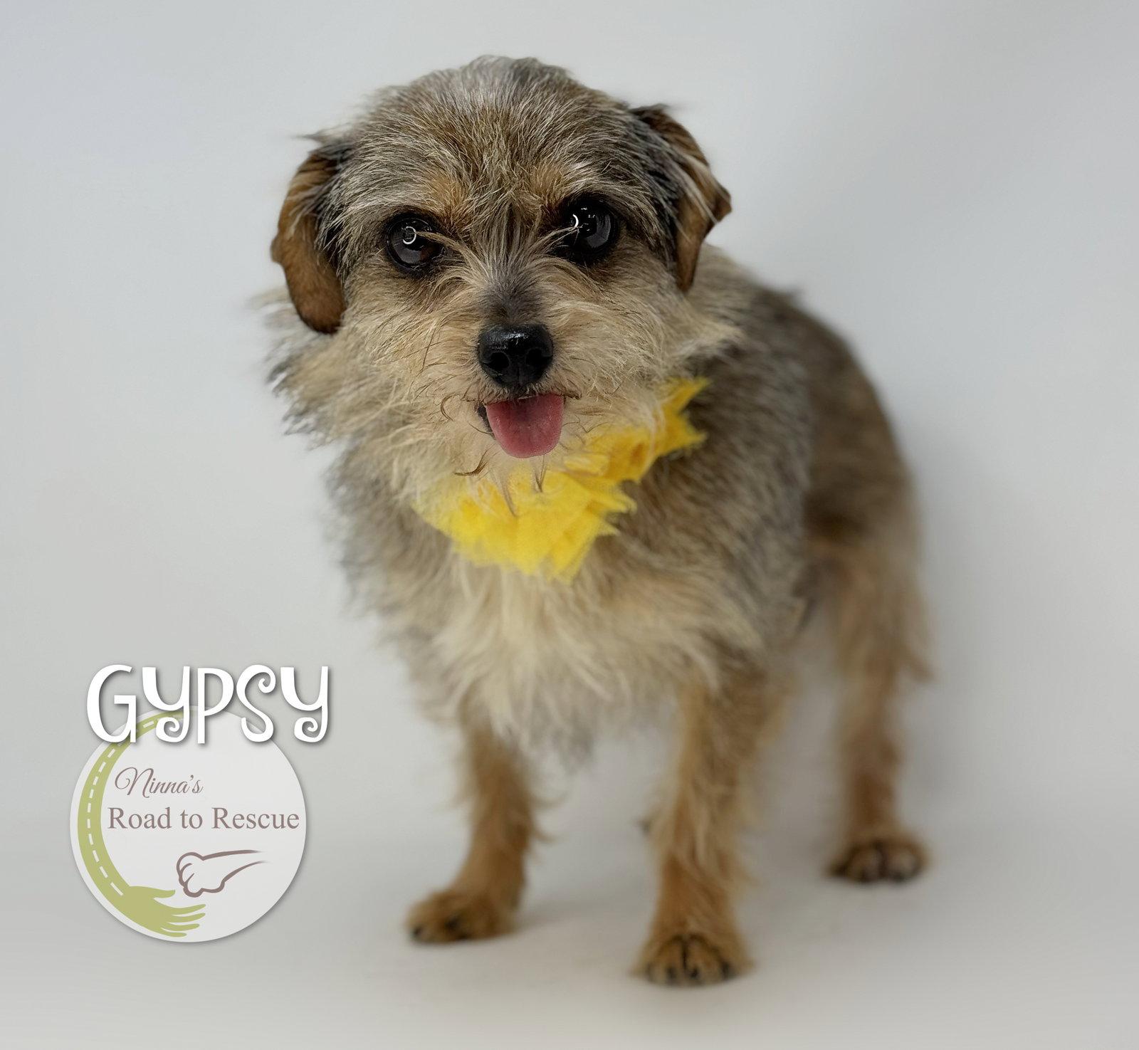 Gypsy, Adopted, Adult Female Yorkshire Terrier & Jack Russell Terrier.