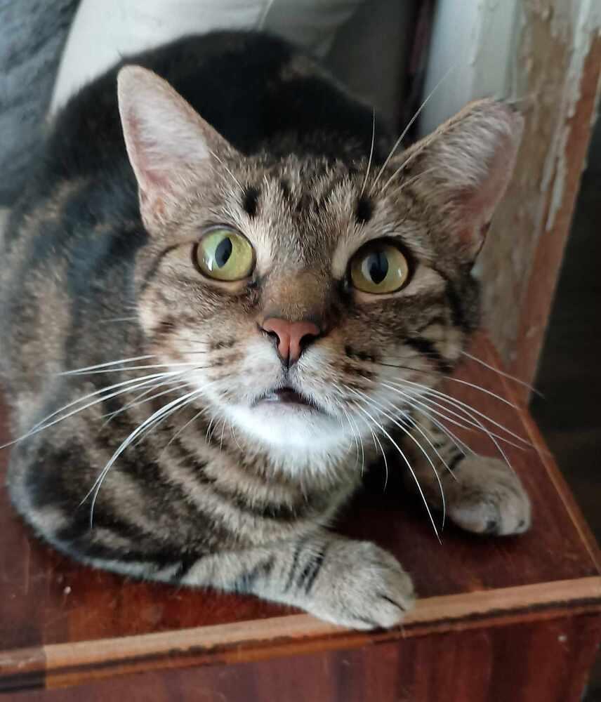 Momma Tabitha, Adoptable, Adult Female Domestic Short Hair.