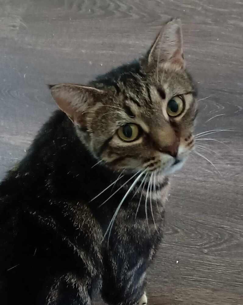 Enlarge Momma Tabitha, a Adoptable Domestic Short Hair in Statesville, NC image 2/3