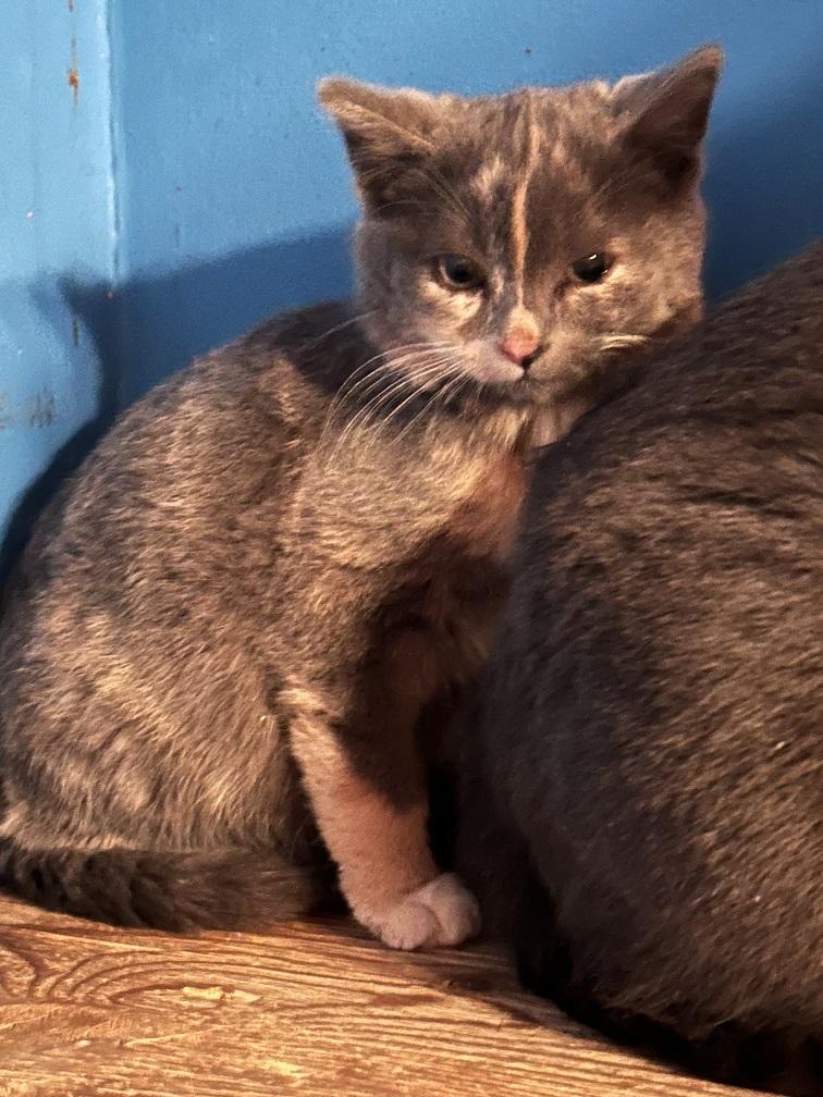 Soxie, adopted, Kitten Female Tabby.