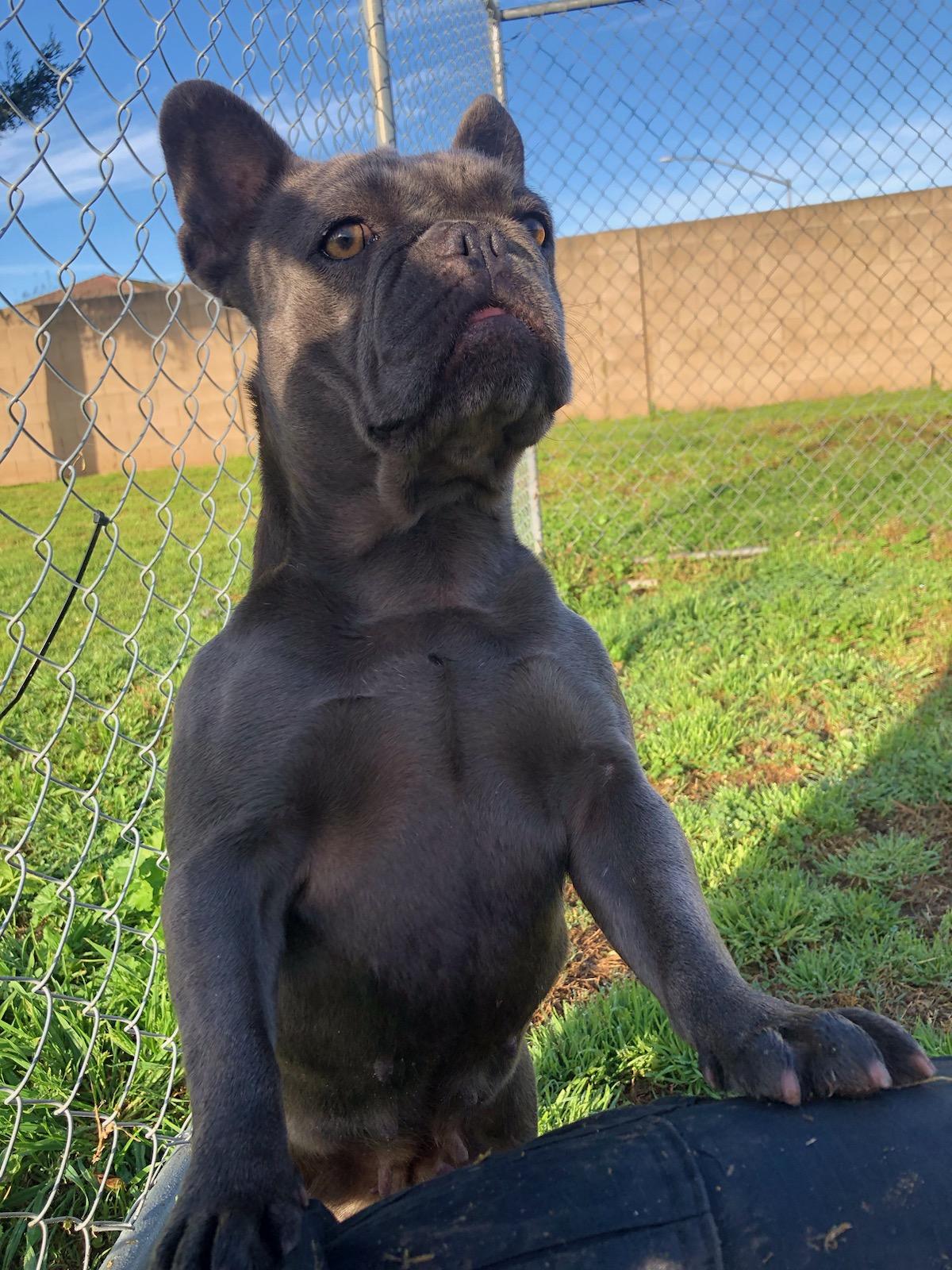 Enlarge Rose, an adopted French Bulldog in Kuna, ID image 2/5