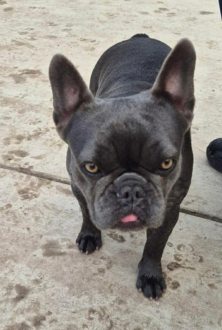 Enlarge Rose, an adopted French Bulldog in Kuna, ID image 1/5