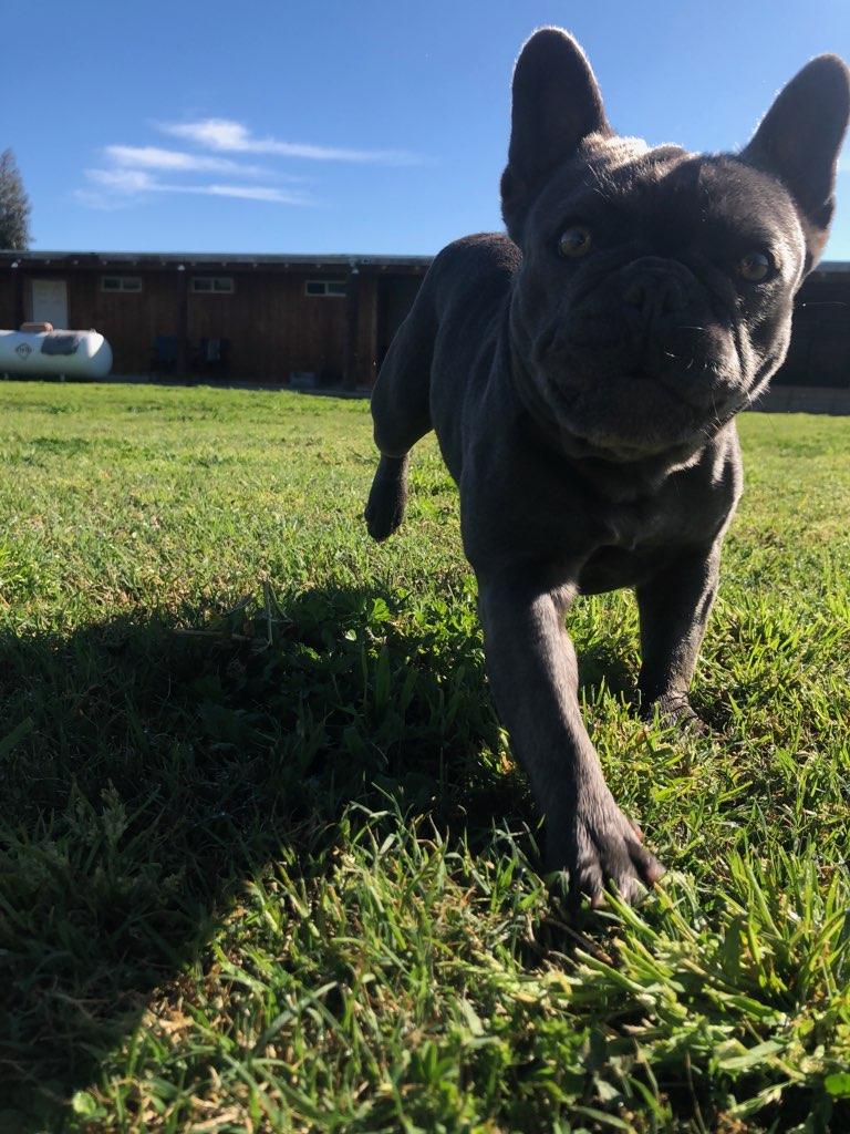 Enlarge Rose, an adopted French Bulldog in Kuna, ID image 5/5