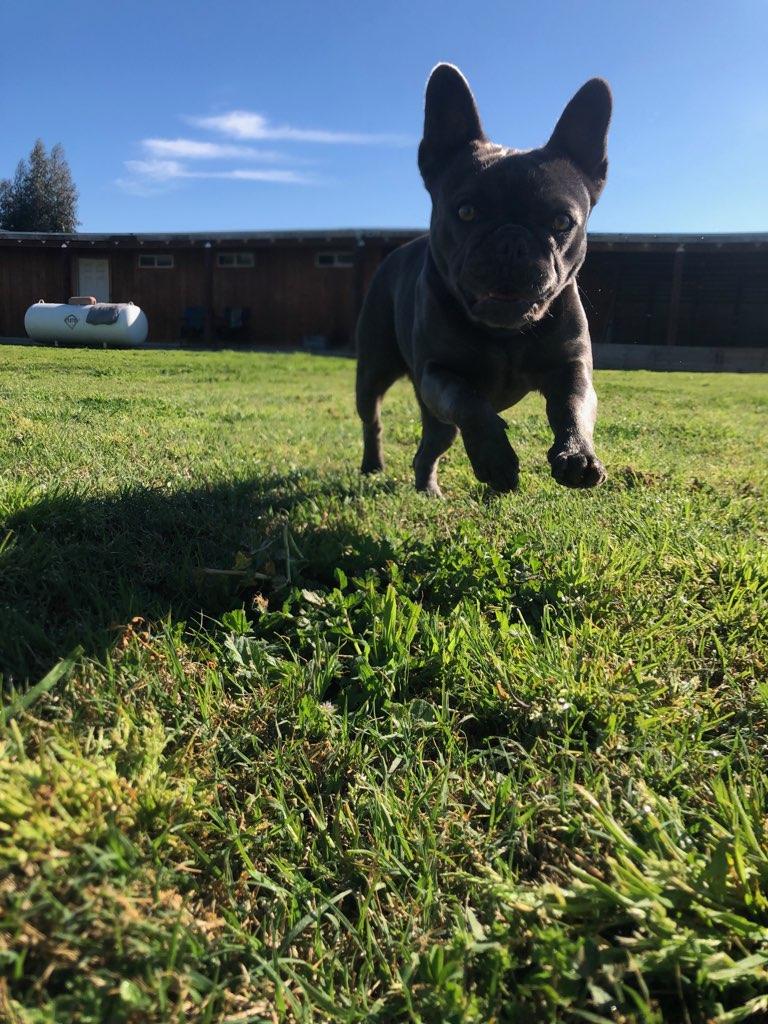 Enlarge Rose, an adopted French Bulldog in Kuna, ID image 4/5