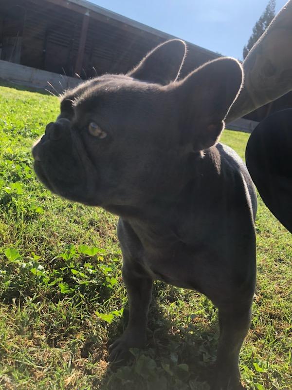Enlarge Rose, an adopted French Bulldog in Kuna, ID image 3/5