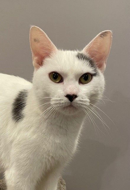 Noa (LE), a Adoptable Domestic Short Hair in Little Falls, NJ image 1/5