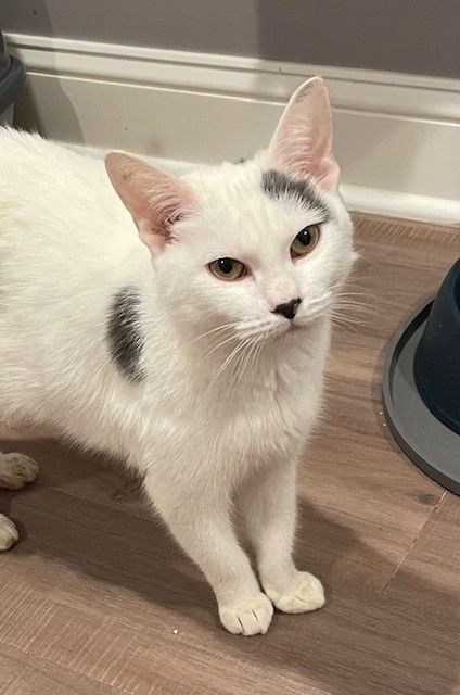 Noa (LE), a Adoptable Domestic Short Hair in Little Falls, NJ image 4/5