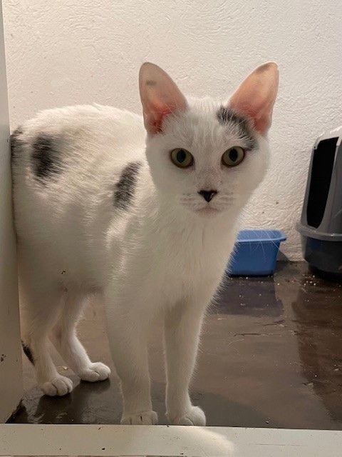 Noa (LE), a Adoptable Domestic Short Hair in Little Falls, NJ image 5/5