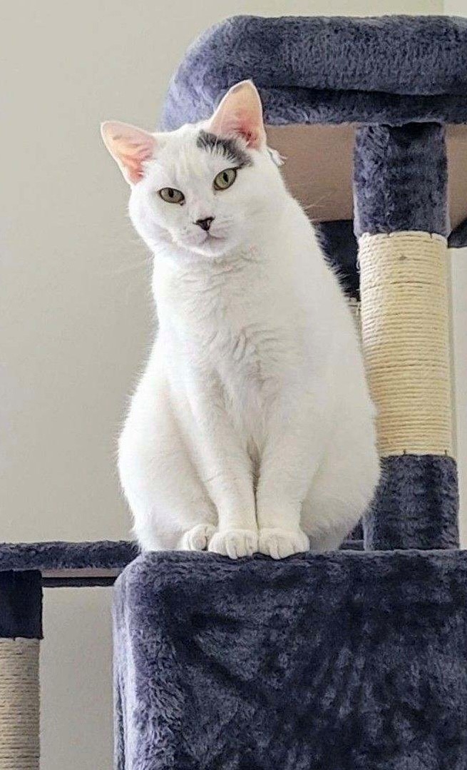 Noa (LE), a Adoptable Domestic Short Hair in Little Falls, NJ image 2/5