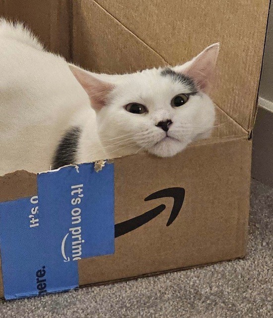 Noa (LE), a Adoptable Domestic Short Hair in Little Falls, NJ image 3/5