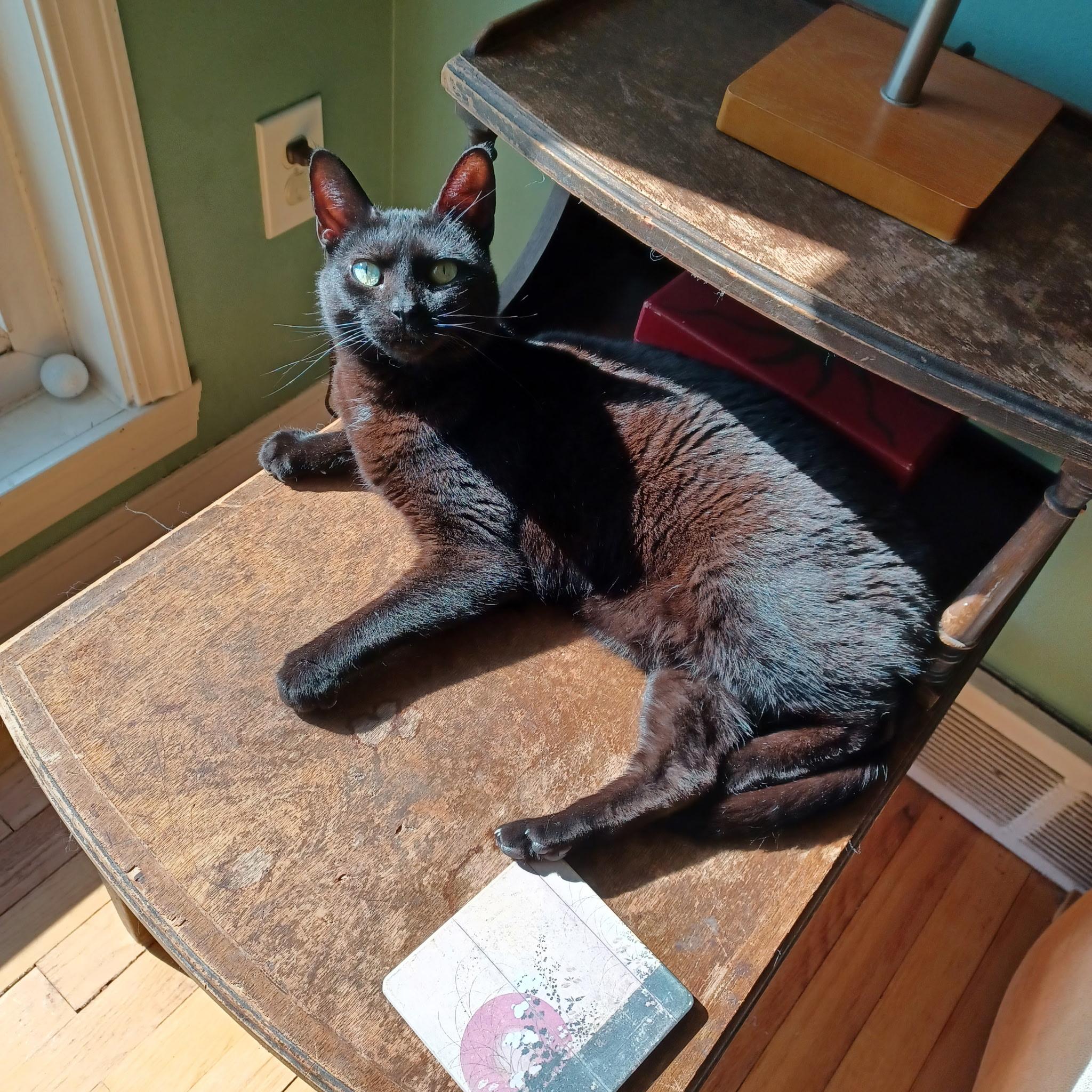 Enlarge Alanis Moriscat, a ADOPTABLE Domestic Short Hair in Mount Clemens, MI image 2/3