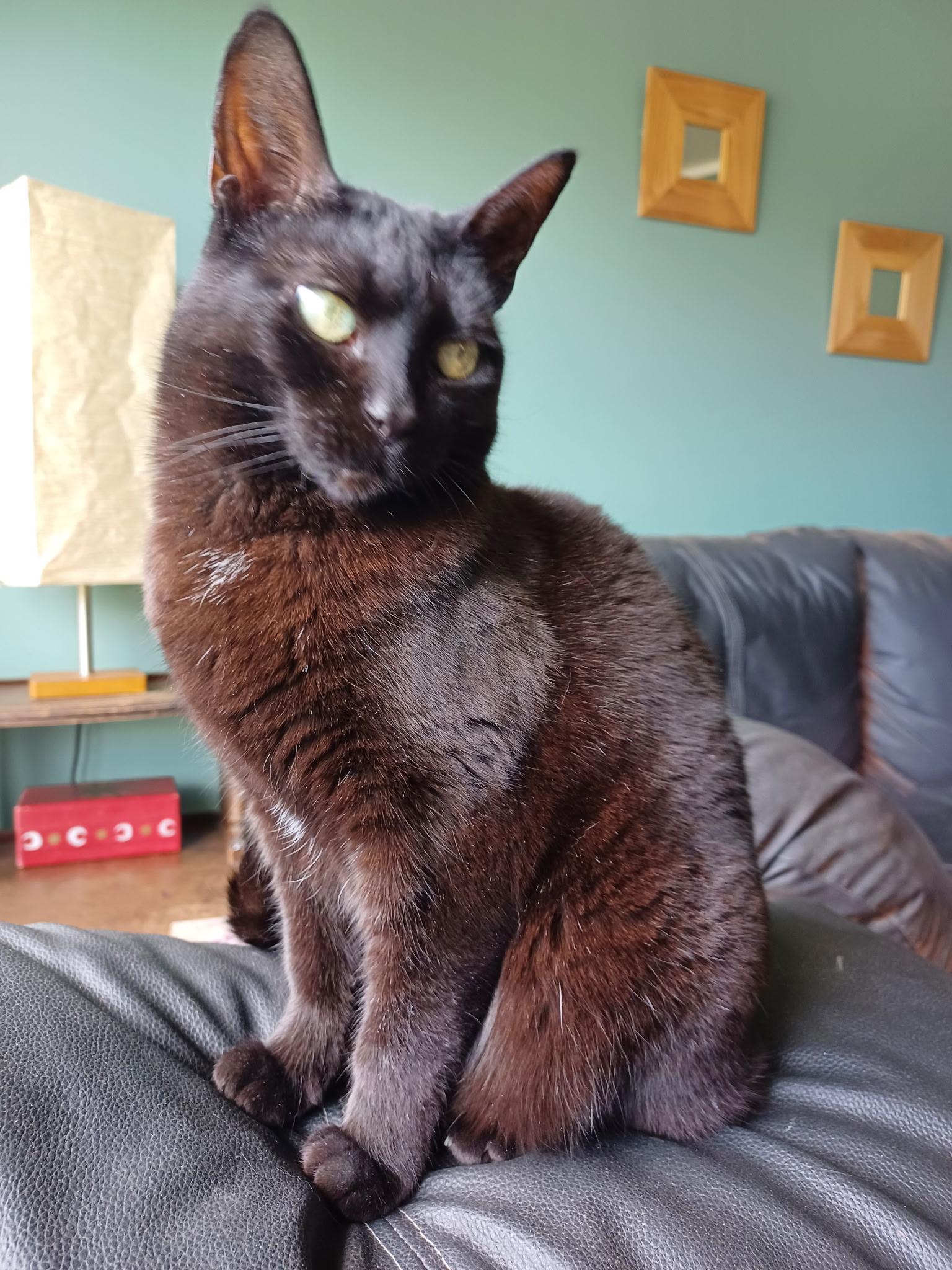 Enlarge Alanis Moriscat, a ADOPTABLE Domestic Short Hair in Mount Clemens, MI image 1/3