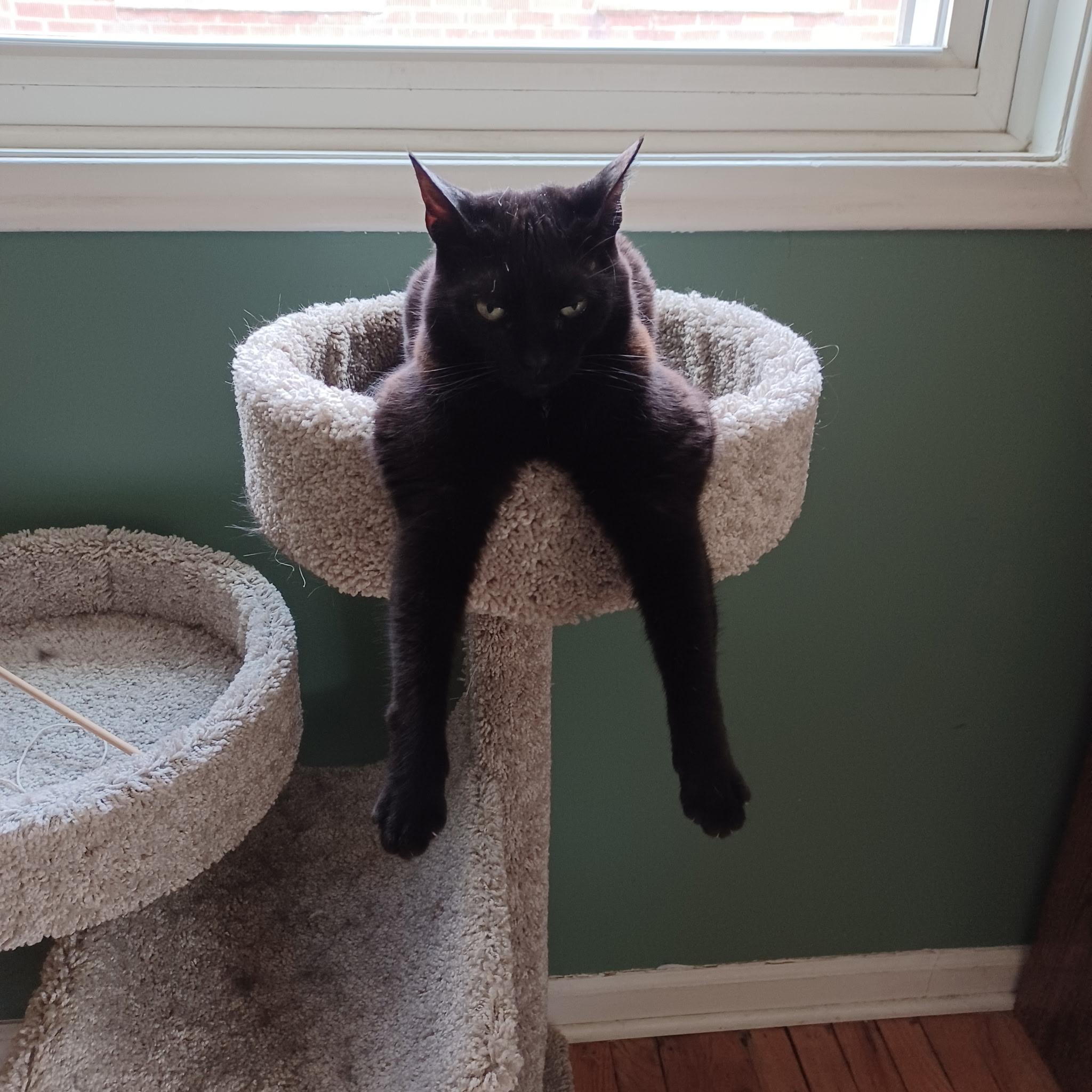 Enlarge Alanis Moriscat, a ADOPTABLE Domestic Short Hair in Mount Clemens, MI image 3/3