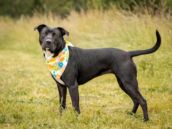 Enlarge Avery, a Adoptable mixed breed in Portland, OR image 2/2
