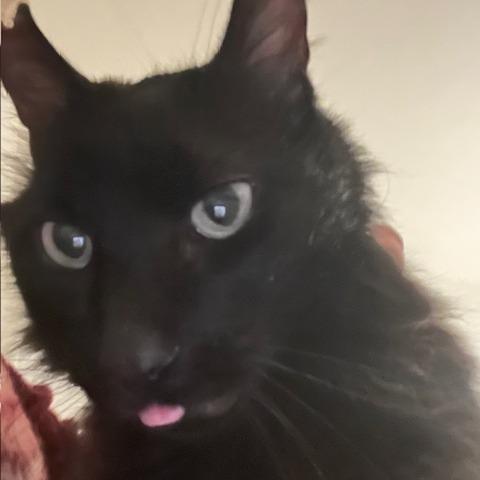 Enlarge Low Sodium, a Adoptable Domestic Medium Hair in Baltimore, MD image 1/5