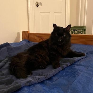 Enlarge Low Sodium, a Adoptable Domestic Medium Hair in Baltimore, MD image 2/5