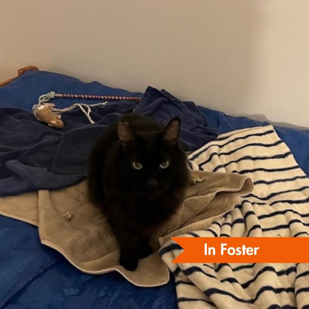 Enlarge Low Sodium, a Adoptable Domestic Medium Hair in Baltimore, MD image 3/5