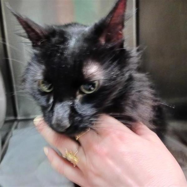 Enlarge Low Sodium, a Adoptable Domestic Medium Hair in Baltimore, MD image 4/5