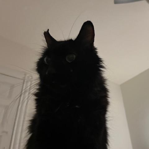 Enlarge Low Sodium, a Adoptable Domestic Medium Hair in Baltimore, MD image 5/5