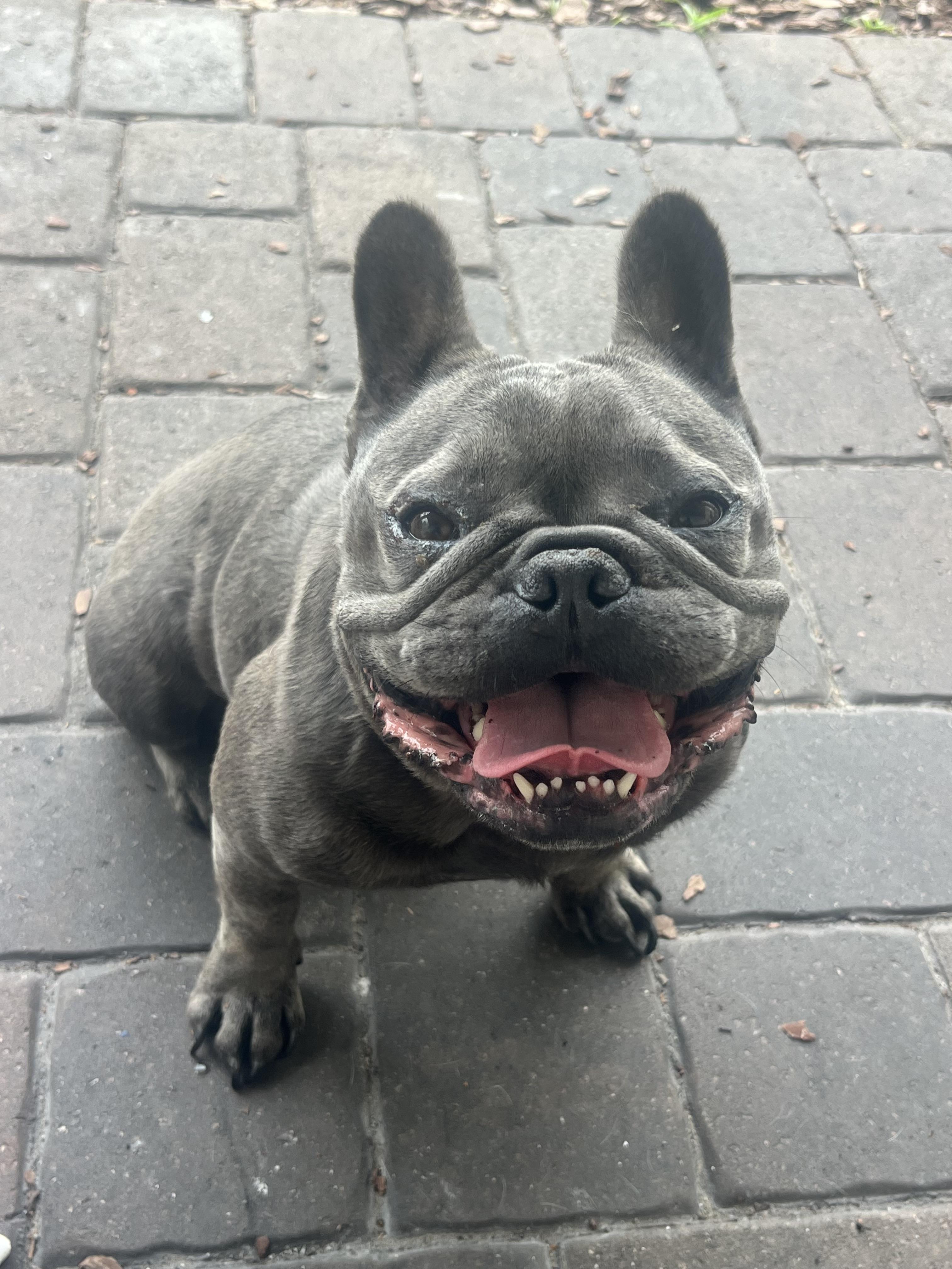 Kona, Adoptable, Adult Female French Bulldog.
