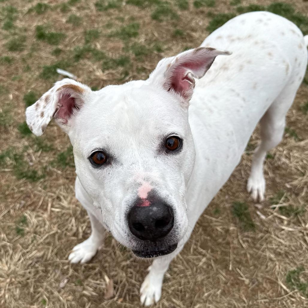 Lucky Lucio, Adoptable, Senior Male Dogo Argentino & Mixed Breed.