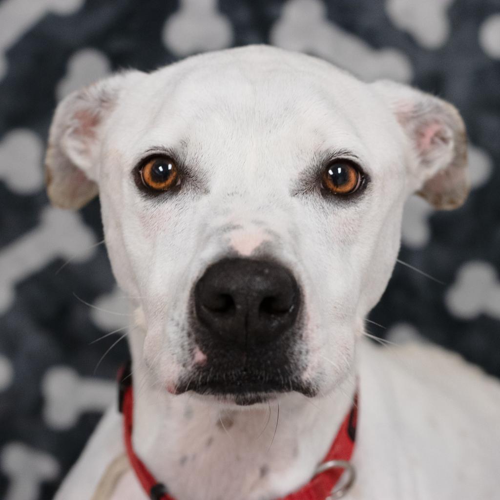 Lucky Lucio, a Adoptable mixed breed in Newark, DE image 2/6