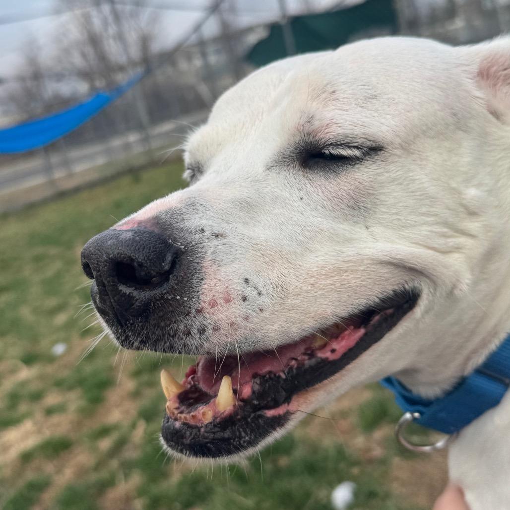 Lucky Lucio, a Adoptable mixed breed in Newark, DE image 3/6