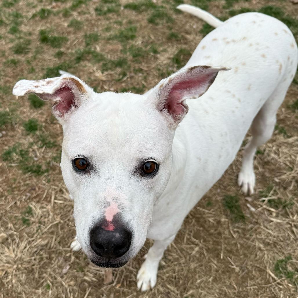 Lucky Lucio, a Adoptable mixed breed in Newark, DE image 4/6