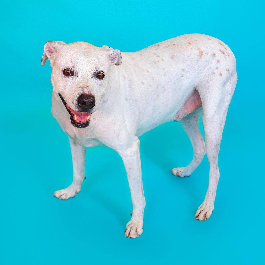 Lucky Lucio, a Adoptable mixed breed in Newark, DE image 5/6