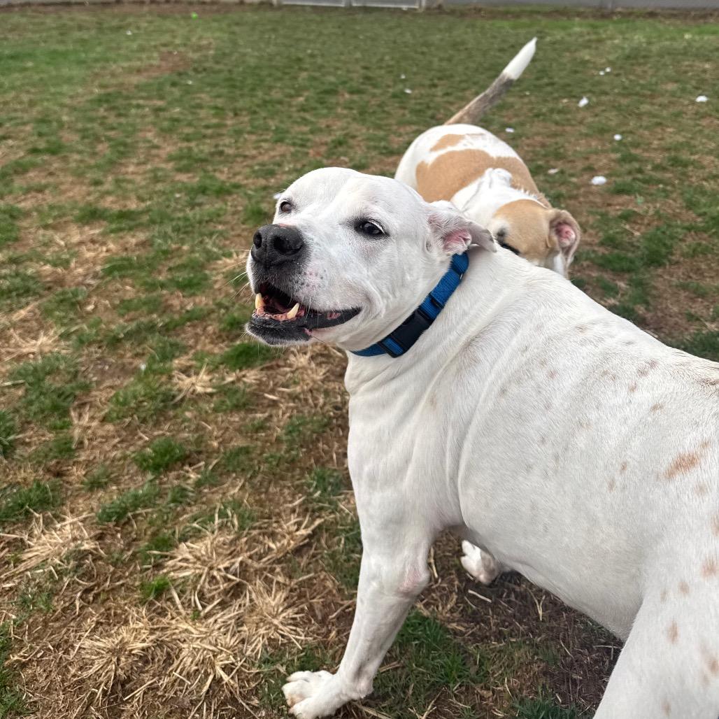 Lucky Lucio, a Adoptable mixed breed in Newark, DE image 6/6