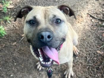 Enlarge DOLLY PAWTON, a Adoptable mixed breed in Tallahassee, FL image 1/1