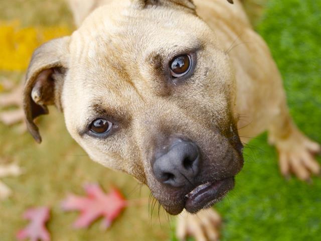 STICK, Adoptable, Adult Female Black Mouth Cur & Mixed Breed.