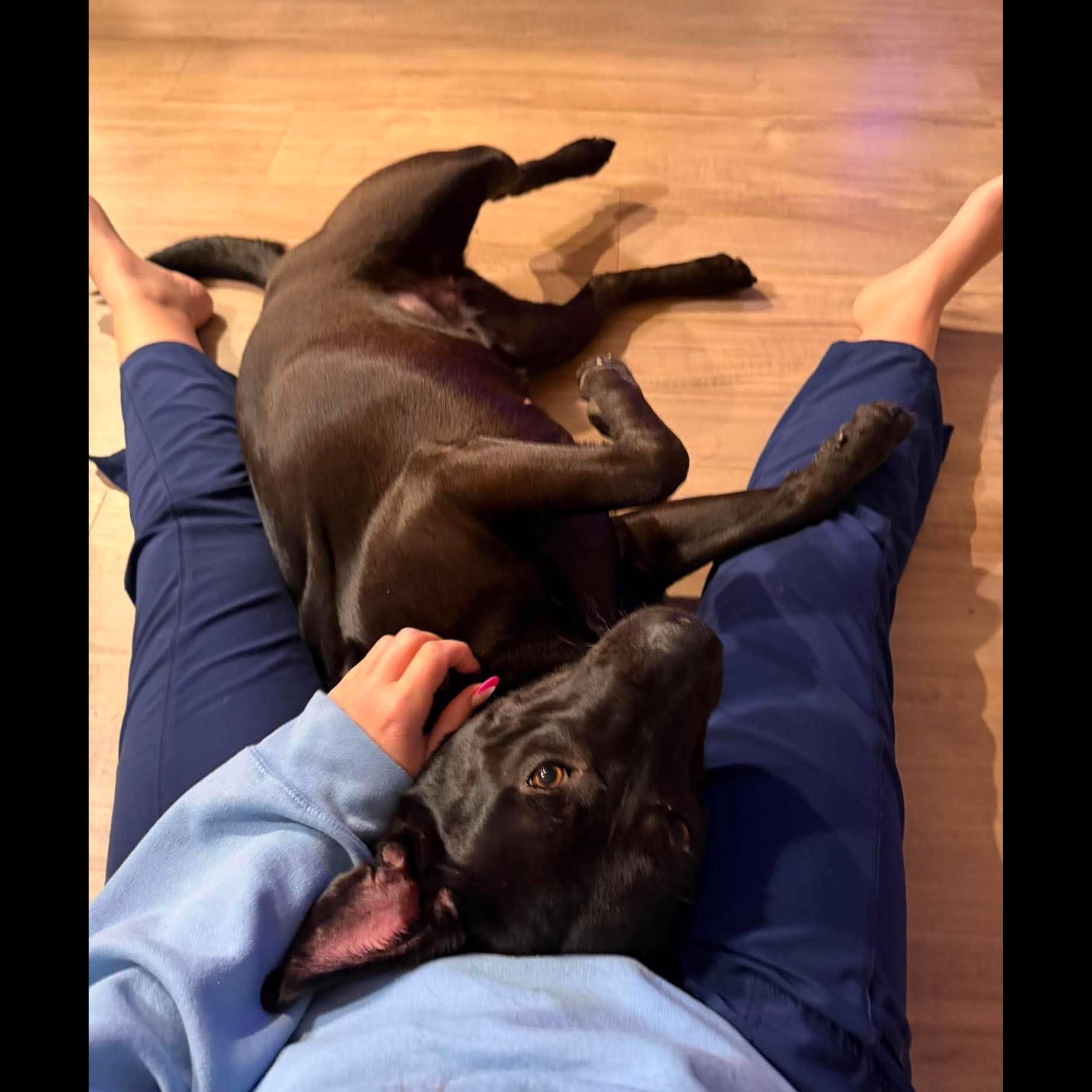 Enlarge Lulu: Adopt or Forever Foster, a Adoptable mixed breed in Rochester, NY image 2/6