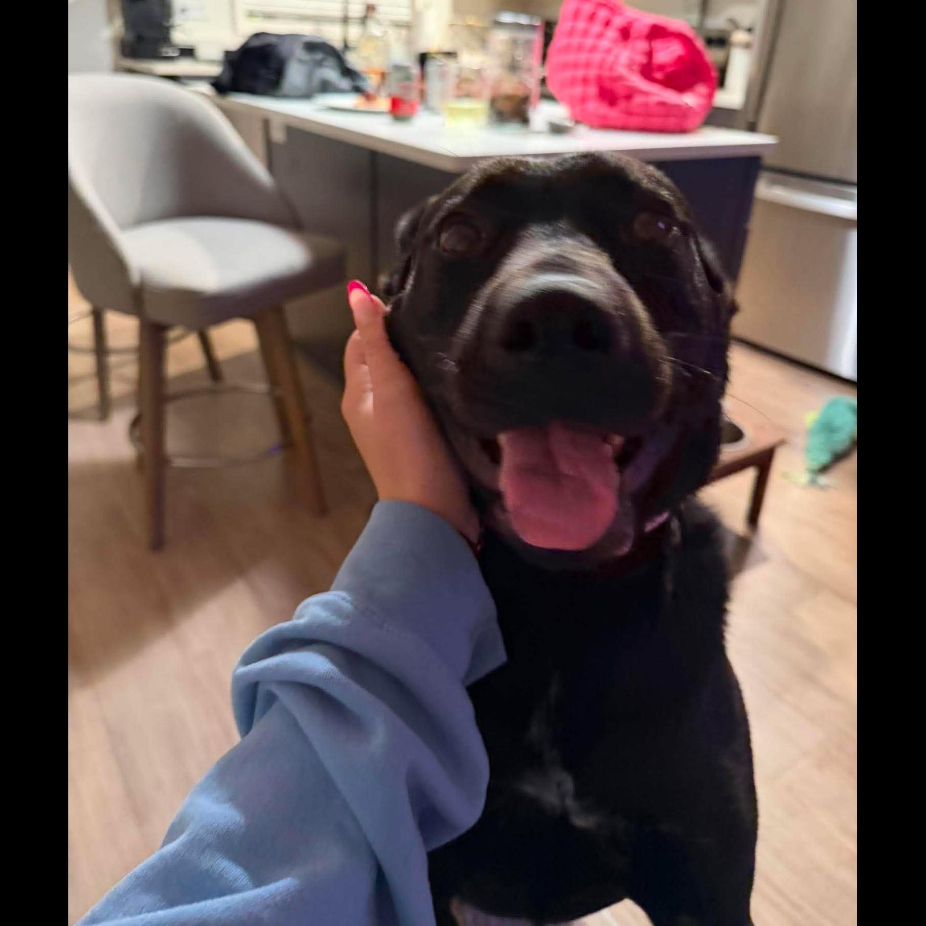 Enlarge Lulu: Adopt or Forever Foster, a Adoptable mixed breed in Rochester, NY image 3/6