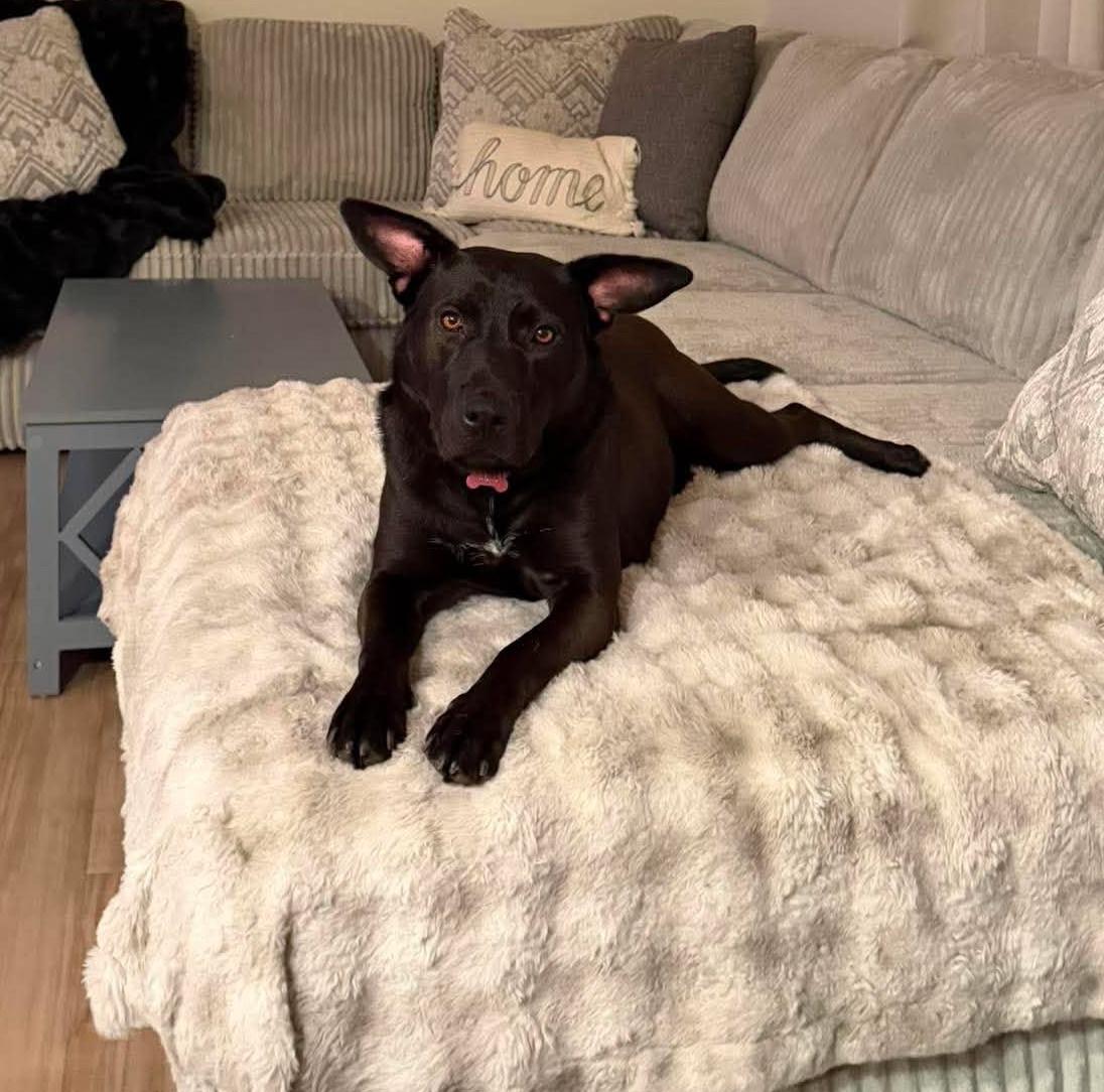 Enlarge Lulu: Adopt or Forever Foster, a Adoptable mixed breed in Rochester, NY image 4/6
