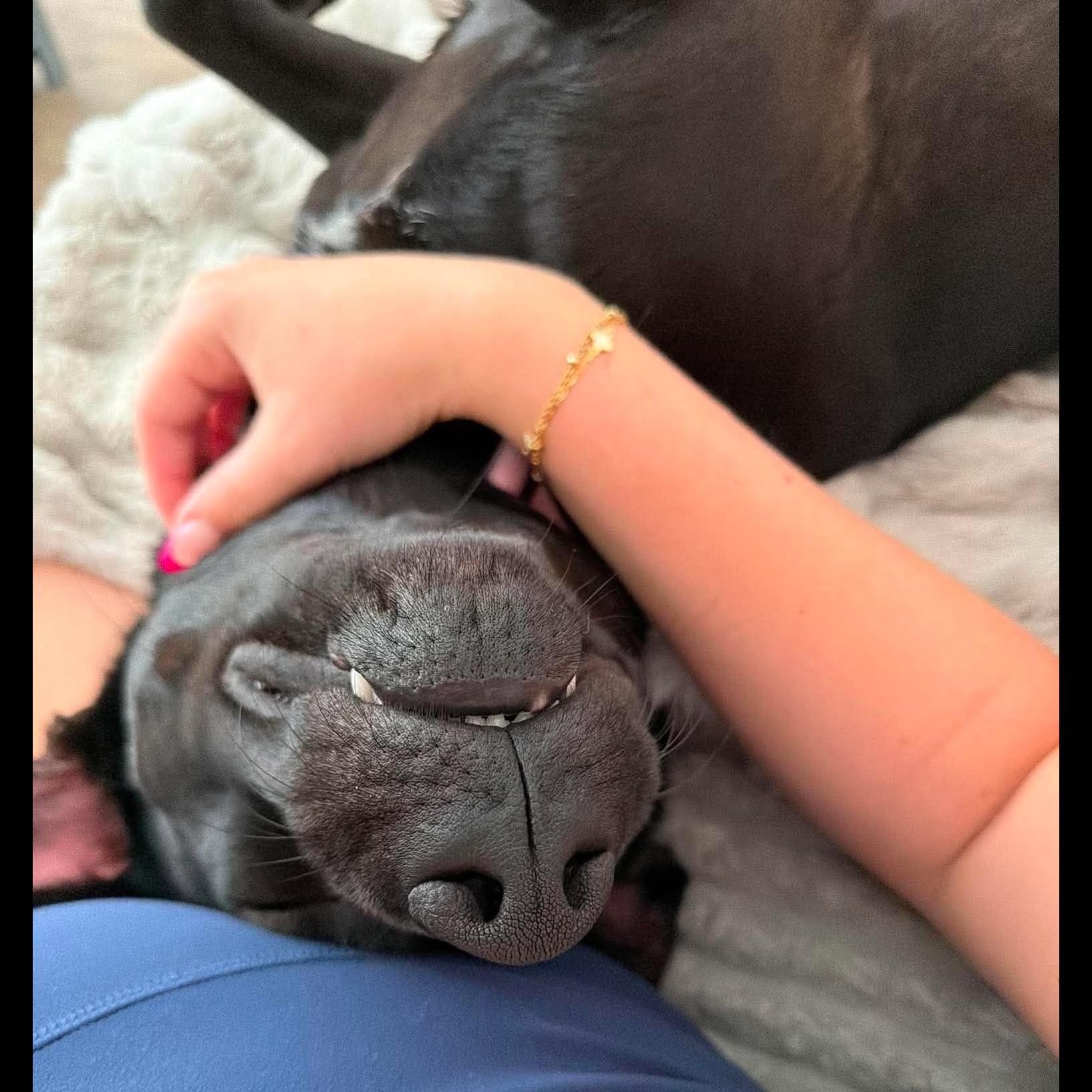 Enlarge Lulu: Adopt or Forever Foster, a Adoptable mixed breed in Rochester, NY image 5/6