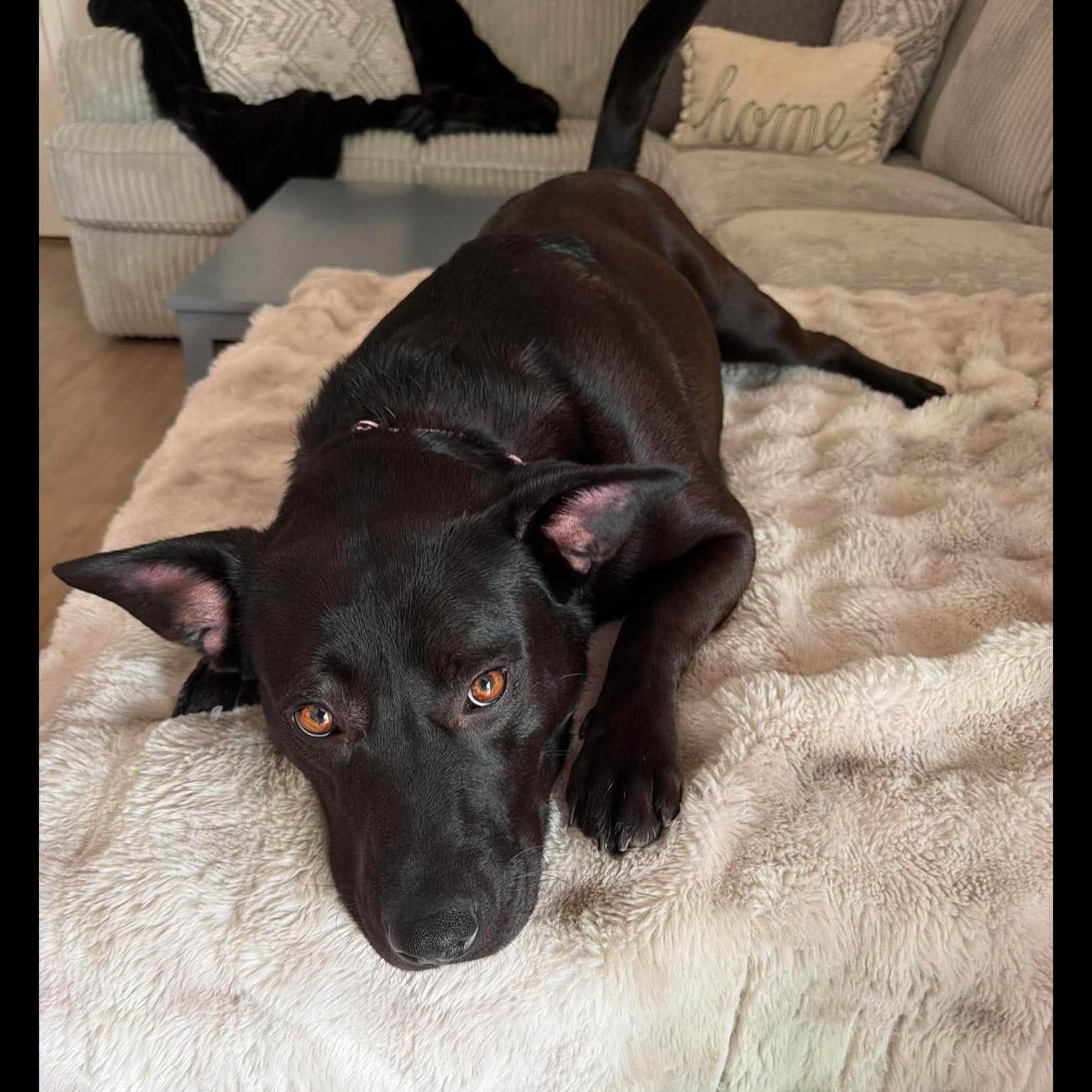 Lulu: Adopt or Forever Foster, Adoptable, Adult Female Labrador Retriever.