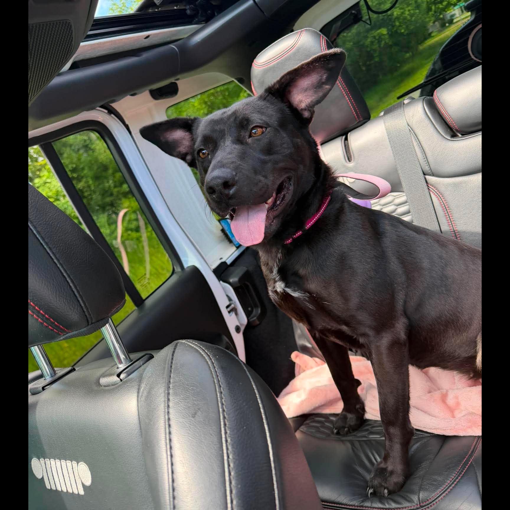 Enlarge Lulu: Adopt or Forever Foster, a Adoptable mixed breed in Rochester, NY image 6/6