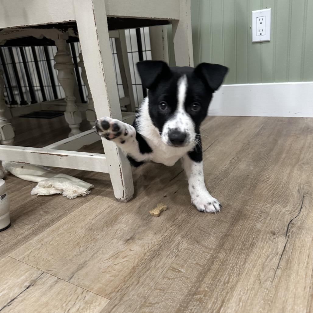 Jesse James, Adoptable, Puppy Male Australian Cattle Dog / Blue Heeler.