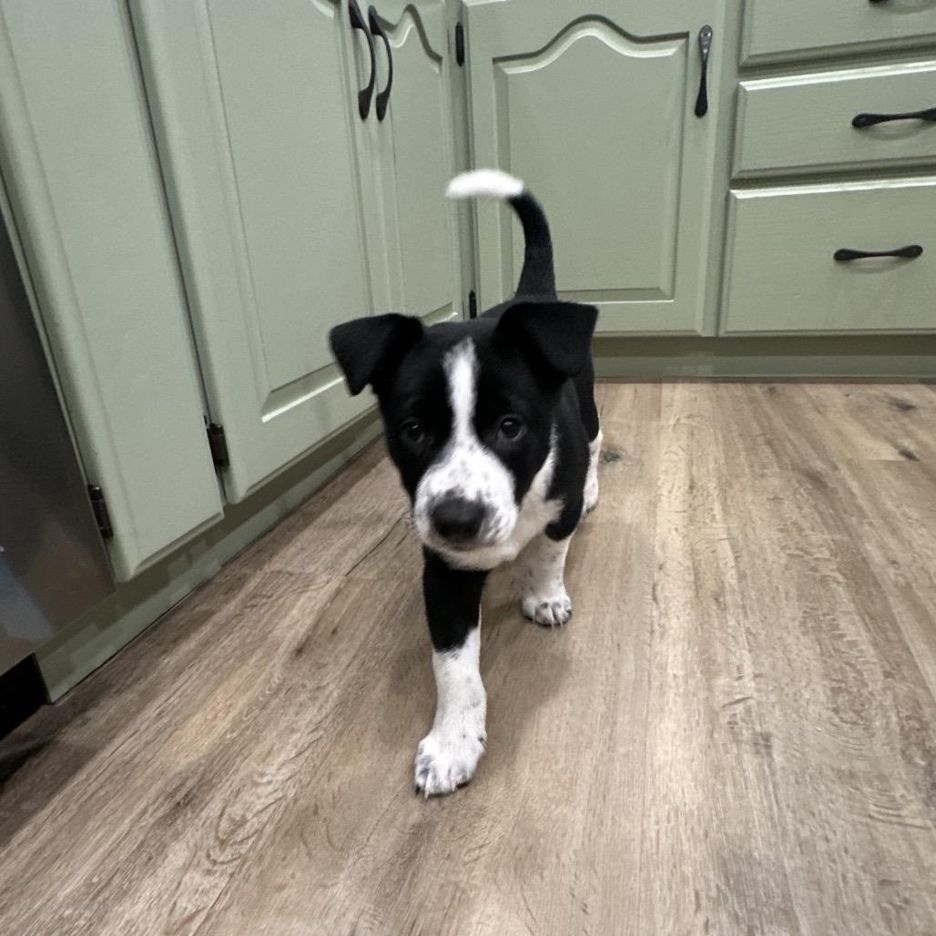 Enlarge Jesse James, a Adoptable Australian Cattle Dog / Blue Heeler in Festus, MO image 2/4